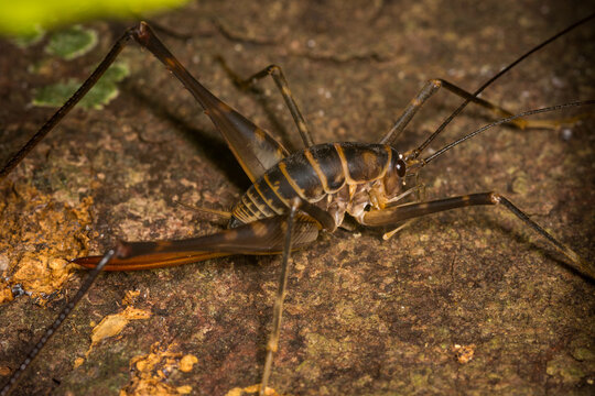 Close up of a Cave wētā which is an ancient insect belonging to the family Rhaphidophoridae, Common names for these insects include cave crickets, camel crickets, spider crickets, and sand treaders. T