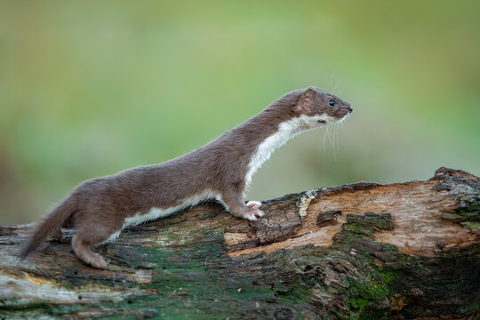 Least Weasel on Fallen Log
