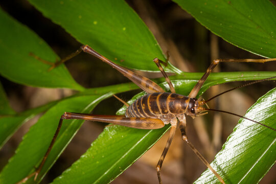 Close up of a Cave wētā which is an ancient insect belonging to the family Rhaphidophoridae, Common names for these insects include cave crickets, camel crickets, spider crickets, and sand treaders. T