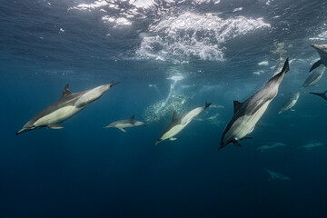 Fototapeta premium A pod of common dolphins (Delphinus delphis) hunts sardines concentrated in a bait ball during the annual Sardine Run off the Wild Coast of South Africa.