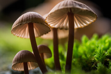 Close up of Galerina fungi, a small brown mushroom which is a species of fungus belonging in the family Cortinariaceae.  It occurs throughout much of the world © Nathan McClunie