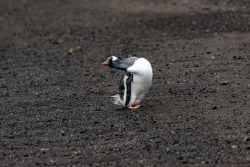 Gentoo Penguin Preening on Volcanic Black Sand Beach, Deception Island, Antarctica © Matt