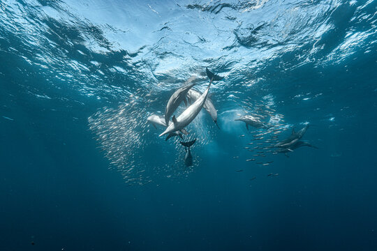 A pod of common dolphins (Delphinus delphis) hunts sardines concentrated in a bait ball during the annual Sardine Run off the Wild Coast of South Africa.