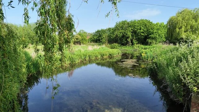 Hampshire, dever, valley, 03.06.2026. Video. A tranquil river winds through vibrant green reeds and wildflowers under a clear blue sky, showcasing a peaceful natural environment