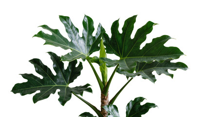 Isolated tropical tree philodendron plant with large deeply lobed green leaves and strong stem © Cian