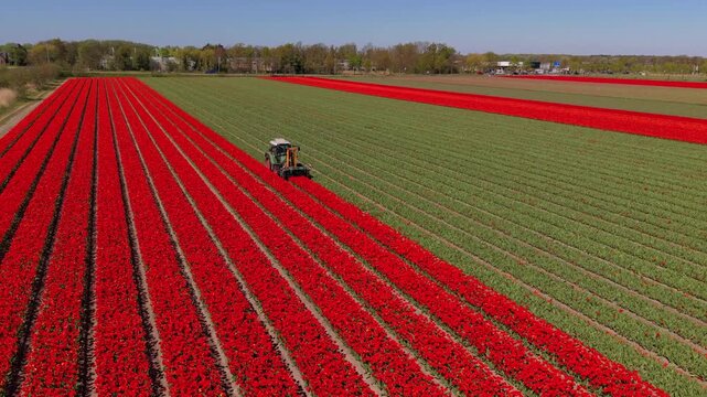 Aerial view of red tulip rows with green fields, tractor working along the lines, surrounding farmland, trees, buildings, and rural landscape under clear daylight conditions