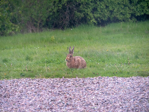 Brown hare, Lepus europaeus, in a grass meadow