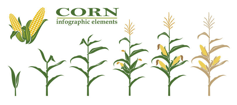planting process of corn plant and corn growing stages isolated on white background