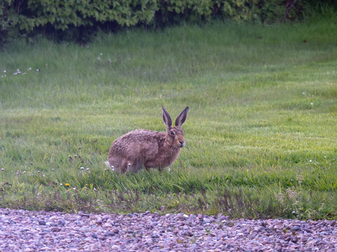 Brown hare, Lepus europaeus, in a grass meadow