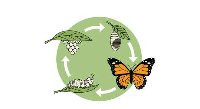 Educational illustration displays the life cycle of a monarch butterfly from eggs to caterpillar pupa and adult.