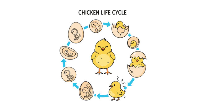 Educational cycle diagram showing the development of a chicken from embryo to egg hatching and small chick.