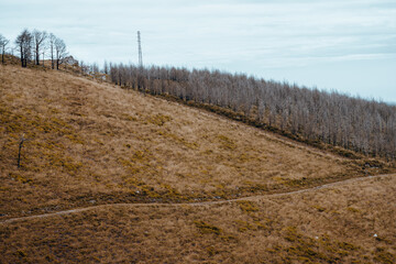 Obraz premium Telephoto Camino de Santiago landscape with burned plantation trees on a dry hillside, footpath, power line tower and sparse grass after wildfire