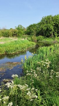 Hampshire England UK. 03.06.2026. Video. A tranquil river winds through vibrant green reeds and wildflowers under a clear blue sky, showcasing a peaceful natural environment
