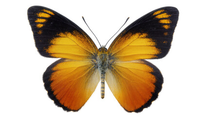 Isolated vibrant butterfly with beautiful orange and black wings spread out, top view insect © Cian