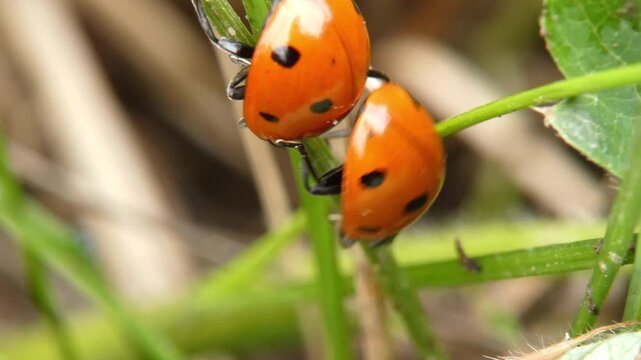 Red seven-spot ladybug climbing and crawling over another ladybug on thin green grass stem. Natural lighting, medium view, insects obstacle overcoming behavior. Interconnection and Survival Instinct.