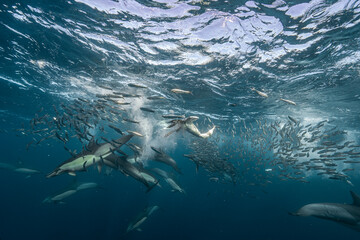 Fototapeta premium Common dolphins (Delphinus delphis) and Cape gannets (Morus capensis) hunt sardines concentrated in a bait ball during the annual Sardine Run off the Wild Coast of South Africa.