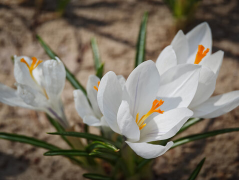 Close-up white crocus blossoms illuminated by sunlight. Fresh seasonal flowers for nature, gardening and wellness themes.