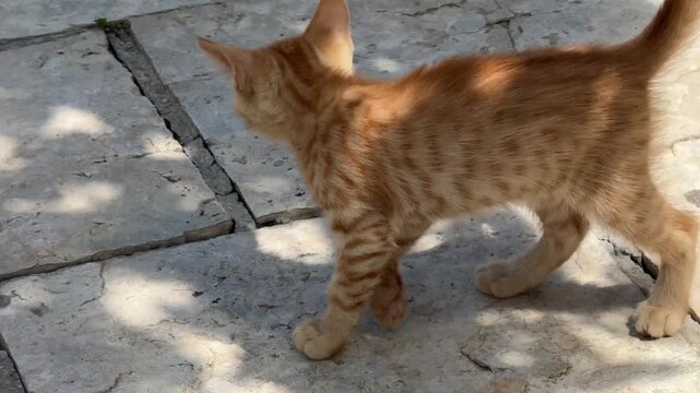 Funny kittens playing and pounce on each other. 