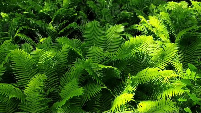 Dense green fern foliage illuminated by sunlight in a lush forest. Natural vegetation with layered leaves and rich texture outdoors. Forest plants, green foliage, tropical leaves, nature background.