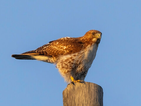 red tailed hawk