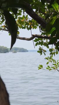 &Aacute;rbol en manglar en laguna en M&eacute;xico 