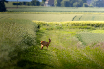 Fototapeta premium Chevreuil sortant de sa cachette dans les champs