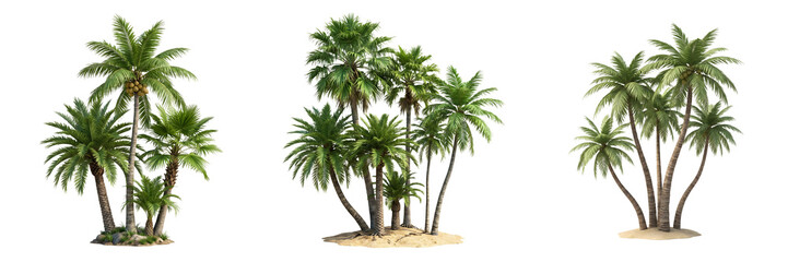 Obraz premium set of Date palm tree isolated on white background \\\
