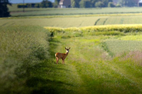 Chevreuil sortant de sa cachette dans les champs