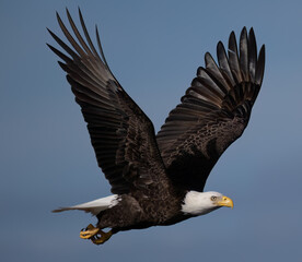 Fototapeta premium American Bald Eagle in flight