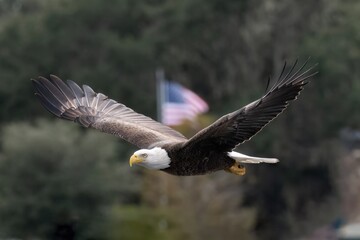 American bald eagle in flight with American Flag in background © John