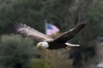 Fototapeten Adler American bald eagle in flight with American Flag in background  © John