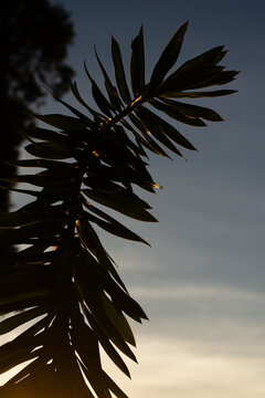 Plant Silhouette at Dusk