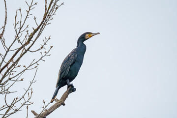Obraz premium A large black Great Cormorant (Phalacrocorax carbo) perched on a bare winter tree branch, looking to the right against a pale sky backdrop in Austria.⁠