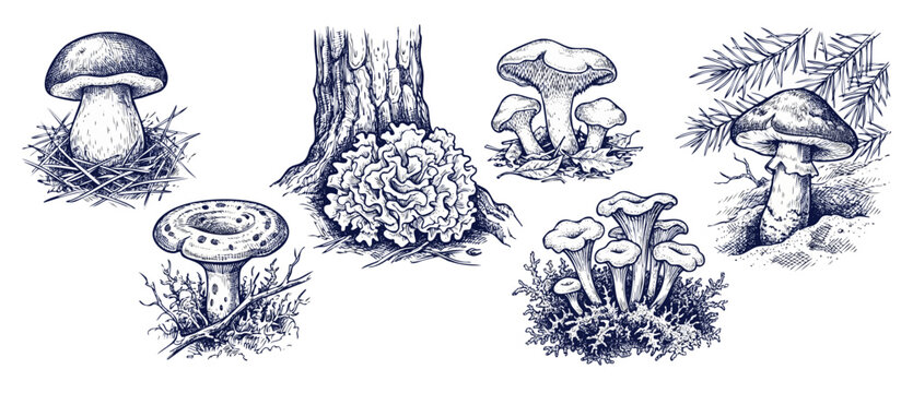 Forest mushroom vintage hand-drawn illustration set featuring edible wild species like porcini and chanterelle growing in nature, engraving sketch style details on an isolated white background.