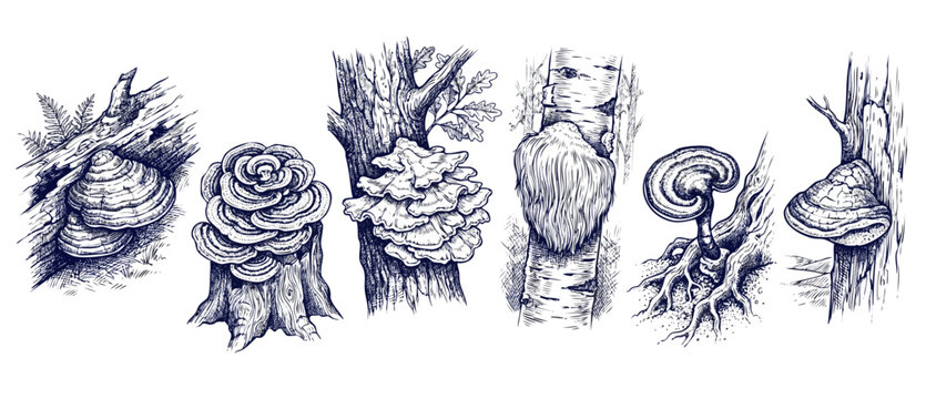 Bracket mushroom engraving vintage illustration set showing shelf fungi and forest polypore species growing on tree trunks, detailed botanical pen and ink drawings isolated on a pure white background.