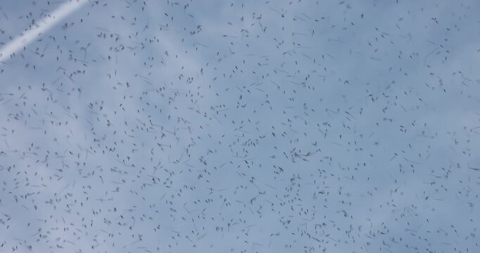 Mosquito swarm at summer in the sky