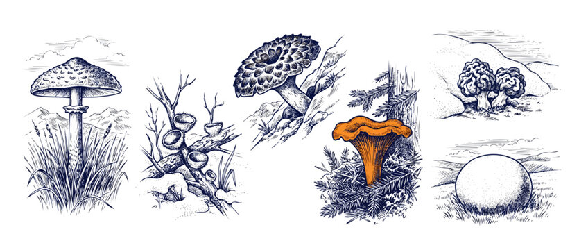 Mushroom illustration vintage sketch set featuring detailed botanical drawings of wild forest fungi, orange chanterelle, amanita, morels, and puffball in a retro engraved line art style on white.