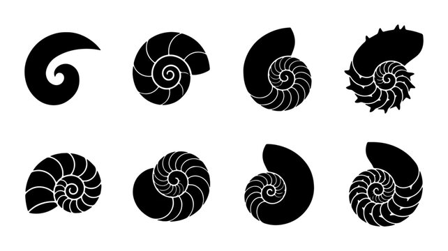 Nautilus Shell Growth Stages, Spiral Evolution, Fibonacci Sequence