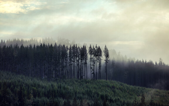 Foggy forest landscape with coniferous trees in mist