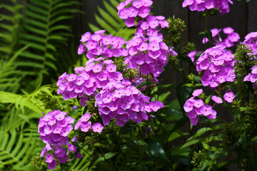 Obraz premium Close Up Of Phlox And Ferns_MG_0299 