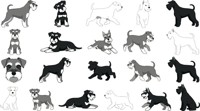 Miniature schnauzer dog character set featuring various coat colors and poses including standing running sitting lying down and head portrait vector