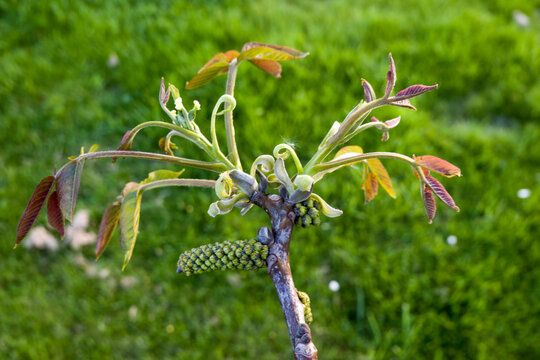Echte Walnuss (Juglans regia), Nussbaum