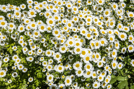 Mutterkraut (Tanacetum parthenium)