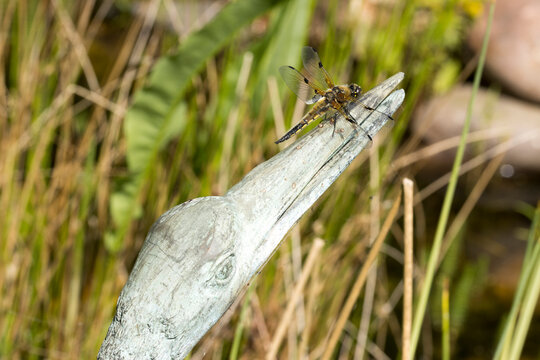 Vierfleck ((Libellula quadrimaculata)