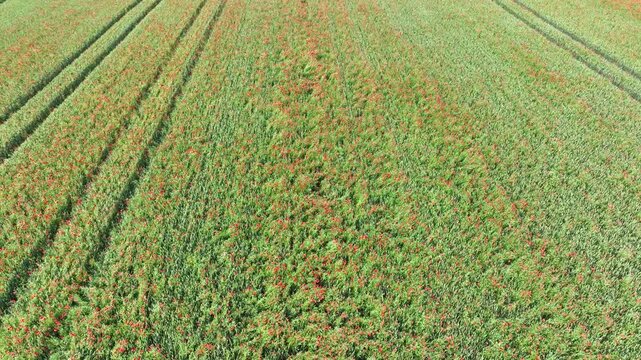 Survol par drone d'un vaste champ de c&eacute;r&eacute;ales o&ugrave; des milliers de coquelicots rouges se m&ecirc;lent aux &eacute;pis de bl&eacute;.. Le vent anime doucement les cultures