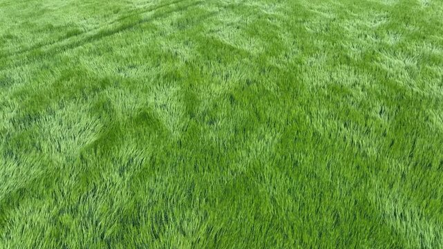 Survol a&eacute;rien avec un drone d'un champ de c&eacute;r&eacute;ales vertes ondulant sous le vent
