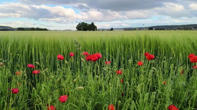 Champ de c&eacute;r&eacute;ales vertes et coquelicots rouges film&eacute; au ras du sol
                                                