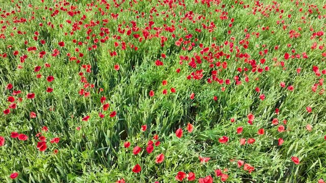 Survol par drone d'un vaste champ de c&eacute;r&eacute;ales o&ugrave; des milliers de coquelicots rouges se m&ecirc;lent aux &eacute;pis de bl&eacute;.. Le vent anime doucement les cultures