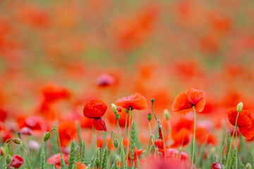 Poppy Fields in Denmark, Europe © Gina Mako