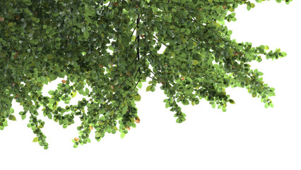 Naklejka premium Various types of tree branch plants bushes shrub and small plants isolated